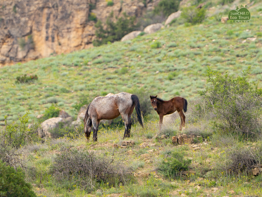 The tour is suitable for both beginners and experienced riders and provides a unique way to explore the Caucasus landscapes on horseback.
Route 1 - Jukhtak Ljer
5–6 hours • 35 km • Moderate • Max. 3 participantsCWR → Jukhtak Ljer → CWR
Route 2 - Dahnak Mountains
4–5 hours • 25 km • Moderate • Max. 3 participantsCWR → Dahnak Mountains → CWR
Route 3 - Tapi Berd
2 hours • 12 km • Easy • Max. 3 participantsCWR → Tapi Berd → CWR
Route 4 - Qarandzav
2–2.5 hours • 20 km • Easy • Max. 3 participantsCWR → Qarandzav → CWR