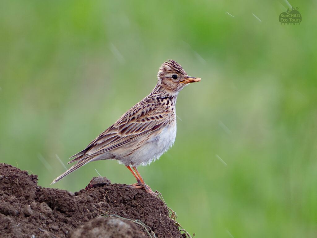 Book your birdwatching tour in Armenia today and discover the exceptional avifauna of the Ararat region, Armash wetlands, and Khosrov Forest Reserve.